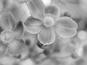 Flowers, Japanese anemone