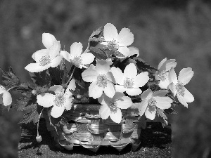 anemone, basket, White