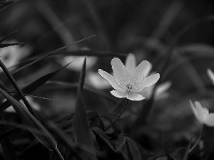 White, anemone