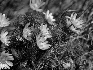 Anemones, Yellow, Anemones