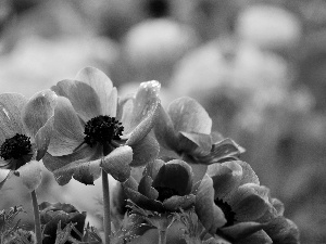 Blue, Anemones