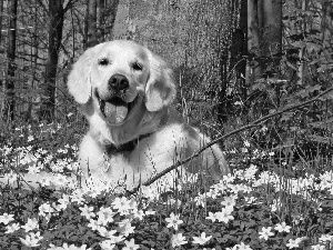 Golden Retriever, Anemones