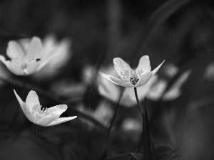 White, Anemones