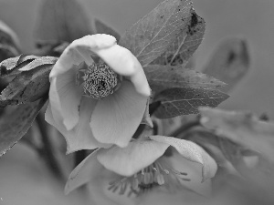 Yellow, Anemones