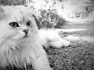 cat, Turkish Angora