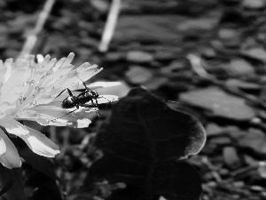 Colourfull Flowers, Insect, ant