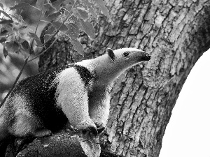 anteater, cork, trees