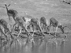 watering place, herd, antelope