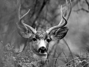 deer, antlers