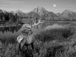 Mountains, deer, antlers, River