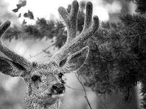 branch pics, deer, antlers