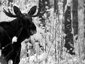 winter, moose, antlers, forest