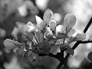 donuts, Blossoming, apple-tree