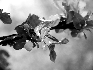 flourishing, fruit, apple-tree, trees