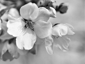 apple, flourishing, Flowers