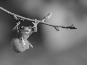 Apple, branch, strange frog