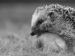 hedgehog, Apple