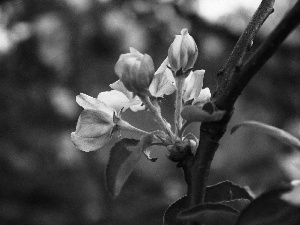 apple-tree, Spring, Buds, Wild, Pink