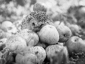 hedgehog, apples