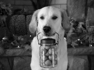 jar, golden, Autumn, retriever, Puppy, apples, Leaf