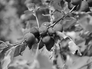 Paradise, apples