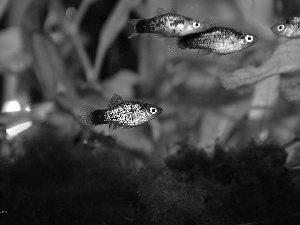 aquarium, fishes, ##
