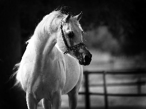 Arab, White, Horse