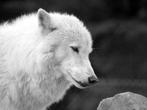 arctic, White, Wolf