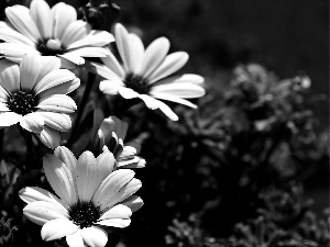 Arktotis, Pink, Flowers