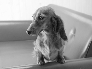 long-haired Dachshund, Armchair