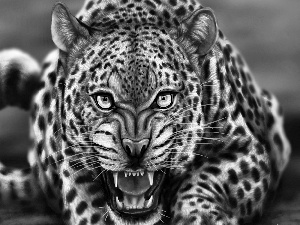 Art, furious, Leopards