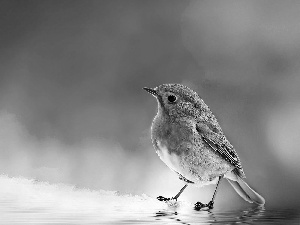 Art, robin, water