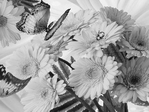 Yellow, butterflies, Art, gerberas
