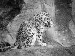 snow leopard, snowy, ashamed