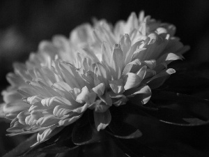 Colourfull Flowers, Pink, Aster