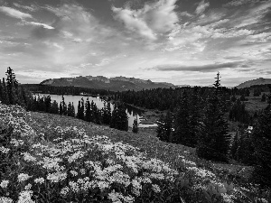 trees, Flowers, lake, Astra, purple, viewes, Mountains