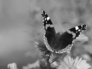 Astra, butterfly, Pink