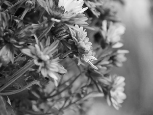 purple, Chrysanthemums