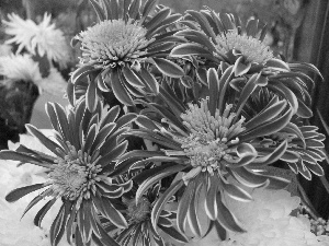 Chrysanthemums, beatyfull, purple