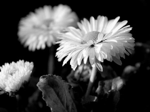 daisies