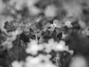 Aubrieta, purple, Flowers