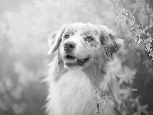 forsythia, Australian Shepherd, Australian Shepherd