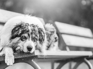 Australian Shepherd, Bench