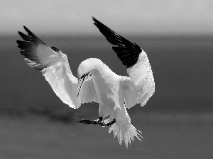 gannet, Australian