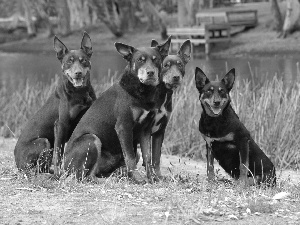 four, Australian Shepherds - Kelpie