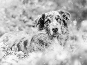 Australian Shepherd, Plants