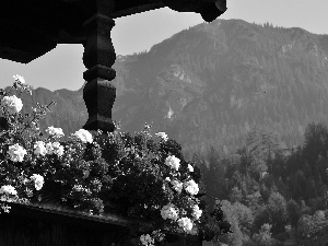 geraniums, Alps Mountains, Austria, terrace