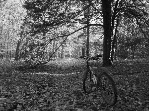 autumn, Bike, trees, viewes, Park