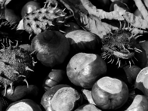 chestnuts, autumn