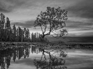 autumn, trees, reflection, Mountains, Wanaka Lake, clouds, New Zeland